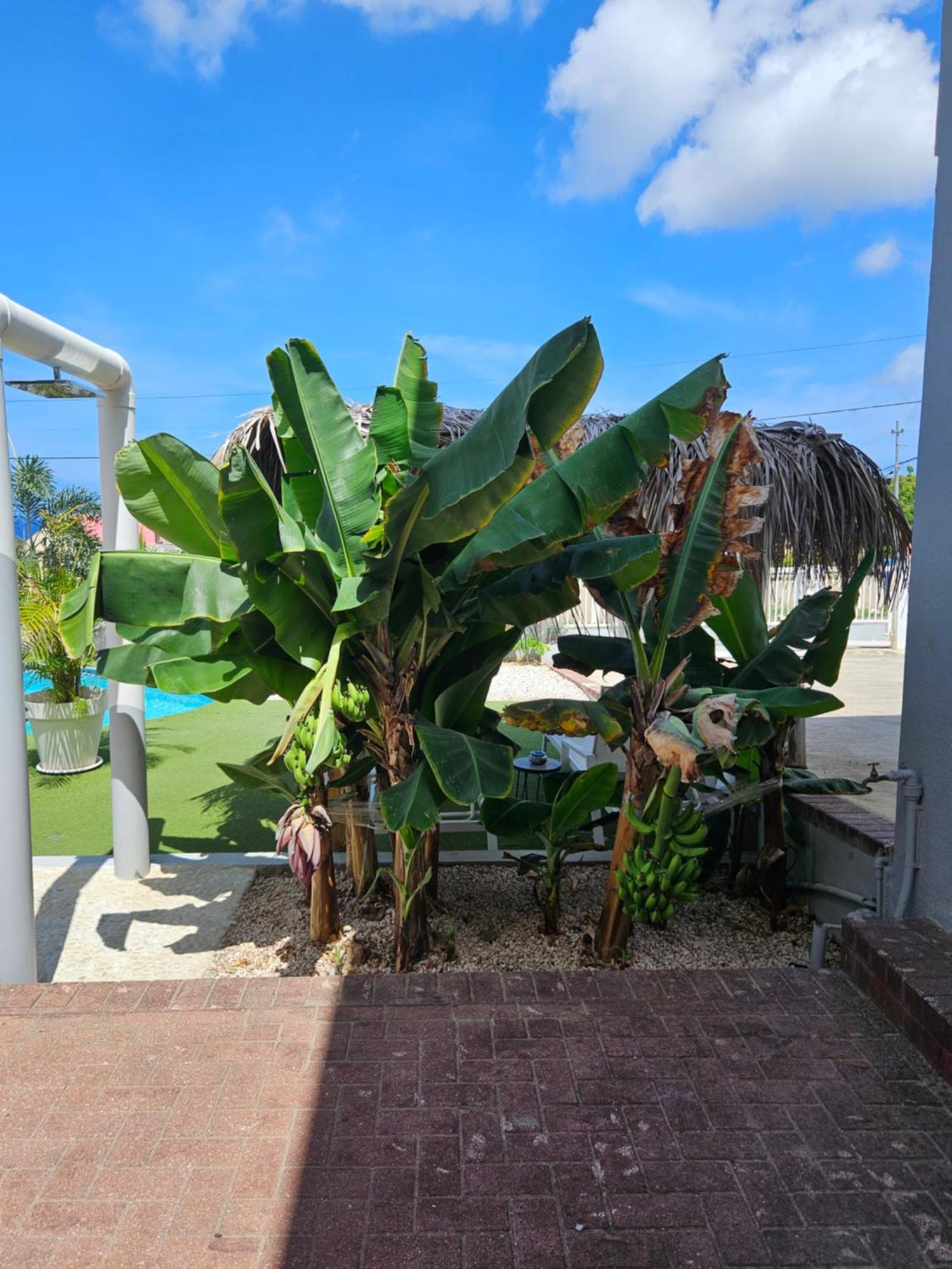 Villa Raven'S Paradise Willemstad Exterior photo